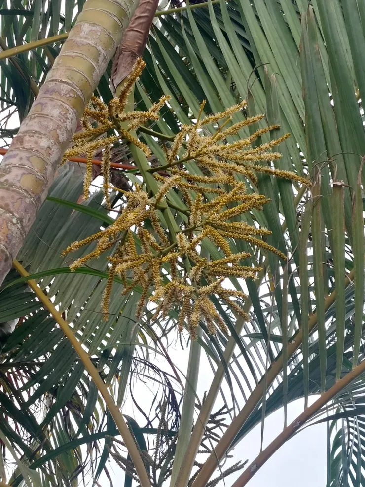 每年4-6月是黃椰子開花的時節
