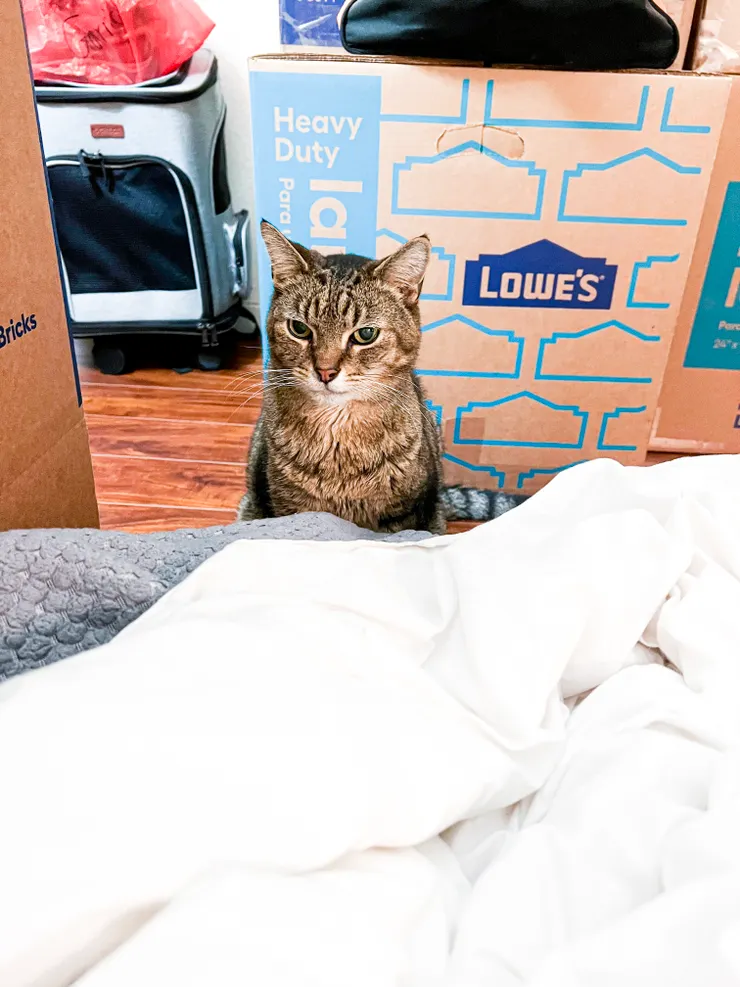 等著吃飯的臭臉情勒仔