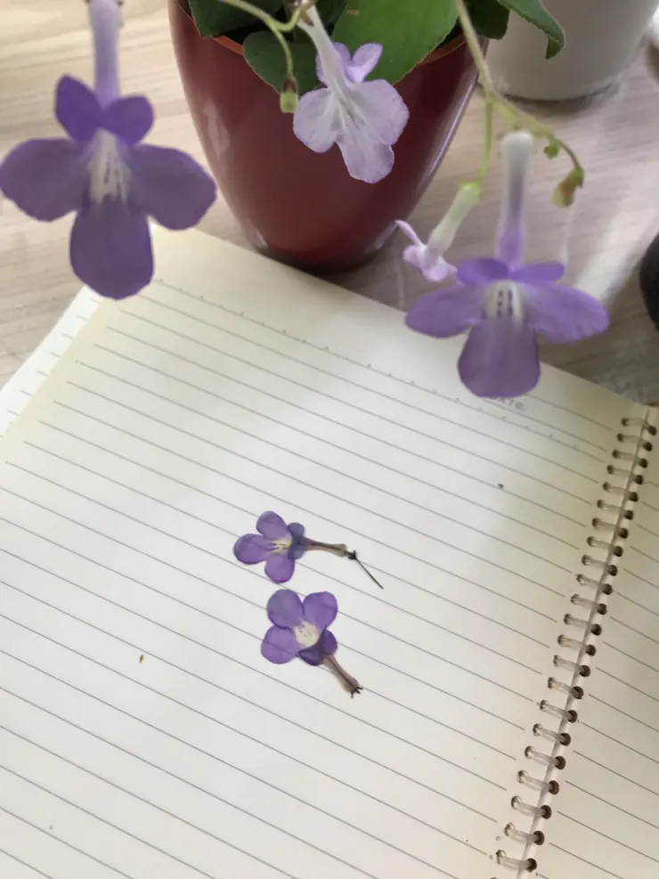 海豚花掉落後夾在筆記本裡，留下當季的色彩