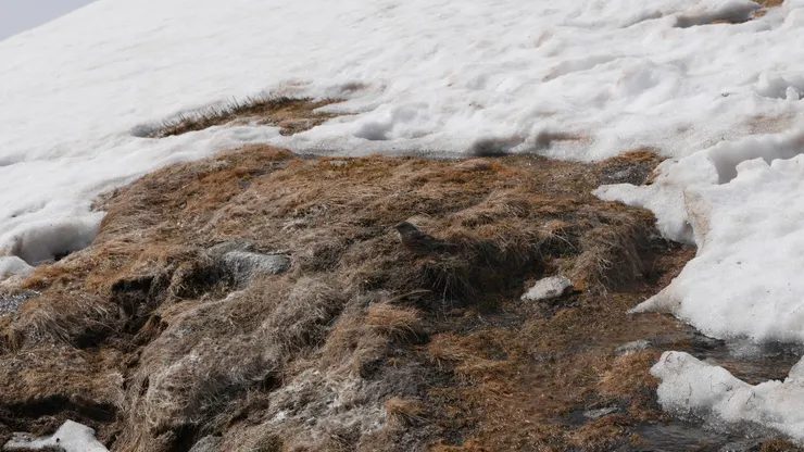 雪山上還有鳥！