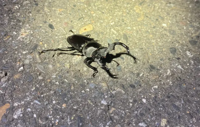 © syy55016 的觀察紀錄