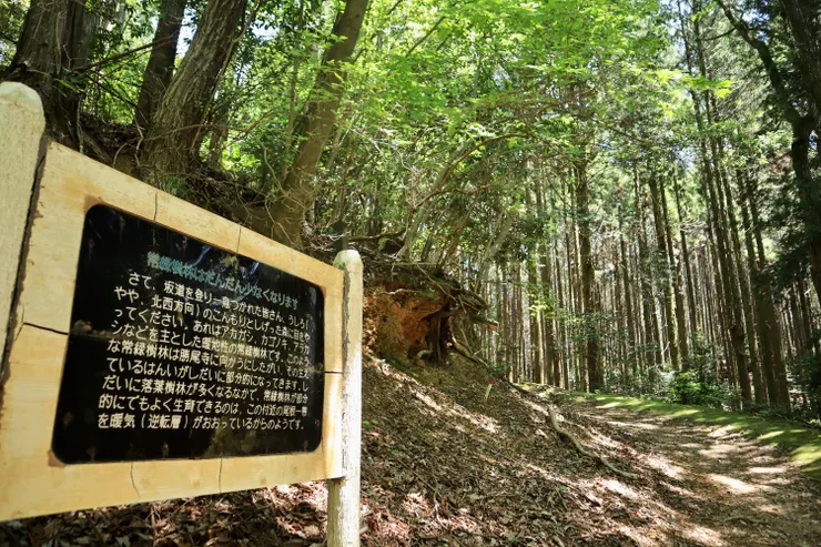 然後經過介紹常綠樹林的看板－有許多不同種類的常綠植物組成