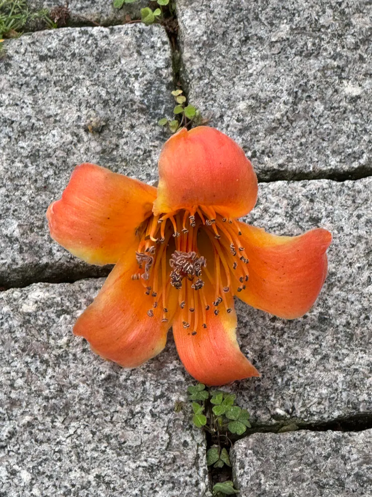 2026/04/01 西瓜哥說這花很漂亮