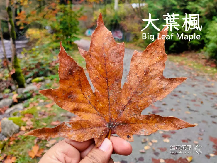 葉形碩大，路上看到比臉還大的通常就是他