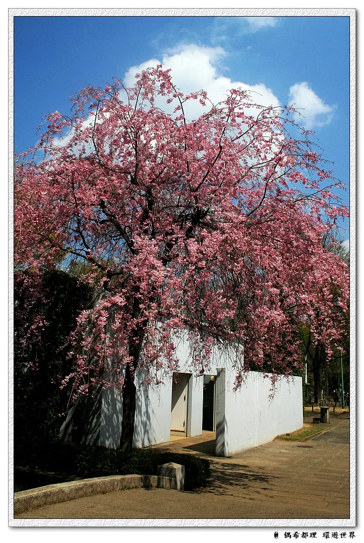 【東京・櫻花】