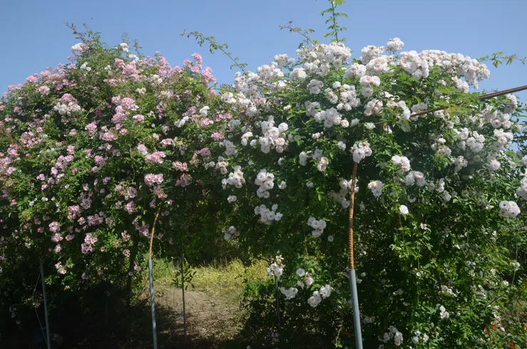 自家育種的蔓玫，左為朝陽鳳，右為醉花陰