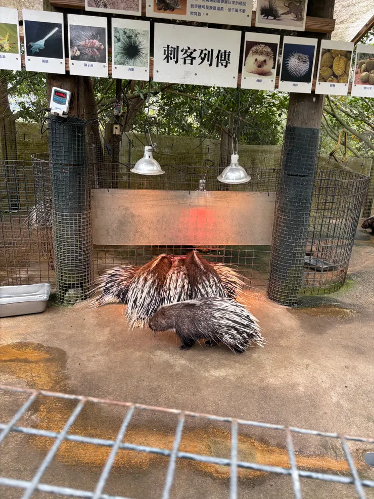 刺客來了