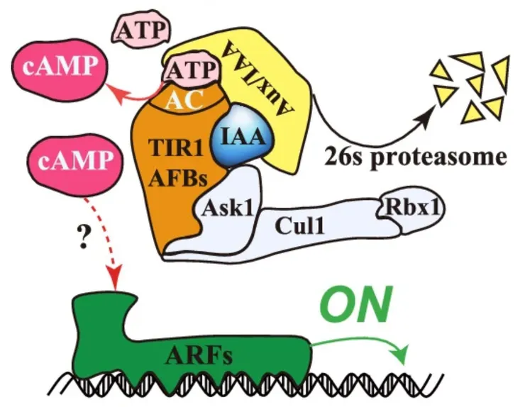 生長素信息傳導的新模型。圖片取自Nature