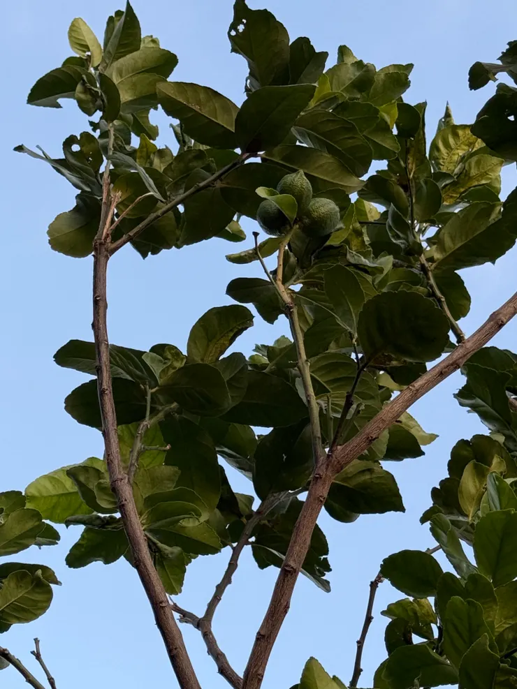 2025/10/12 新長出來小小顆的檸檬