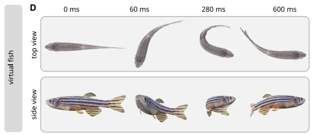 圖一：虛擬魚 3D 模型 (Tsao et al. 2025)
