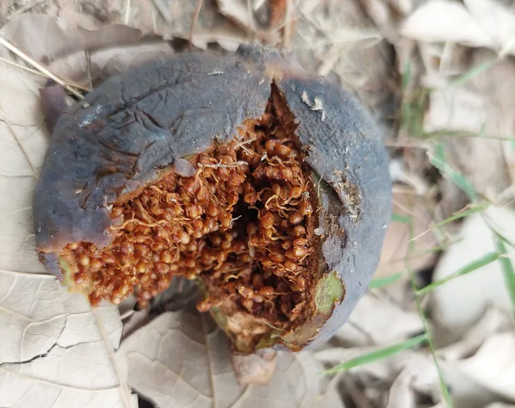這顆掉落在地的薜荔果子感覺像雌果，裡面就像愛玉一樣結滿瘦果。