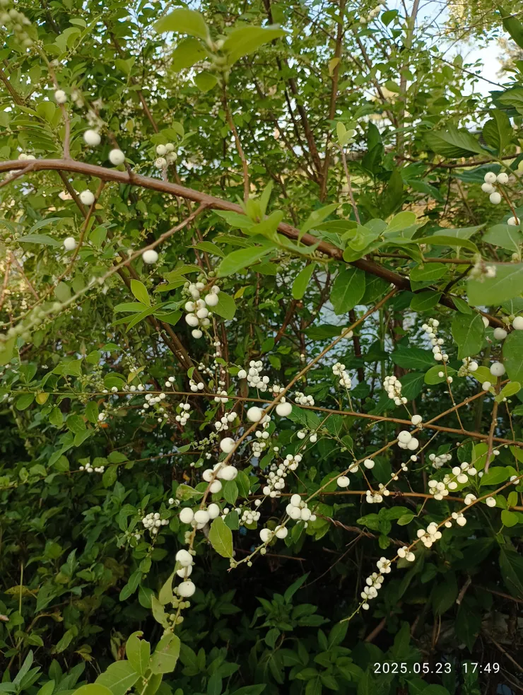 金龜樹的果實為小圓球形，自拍攝