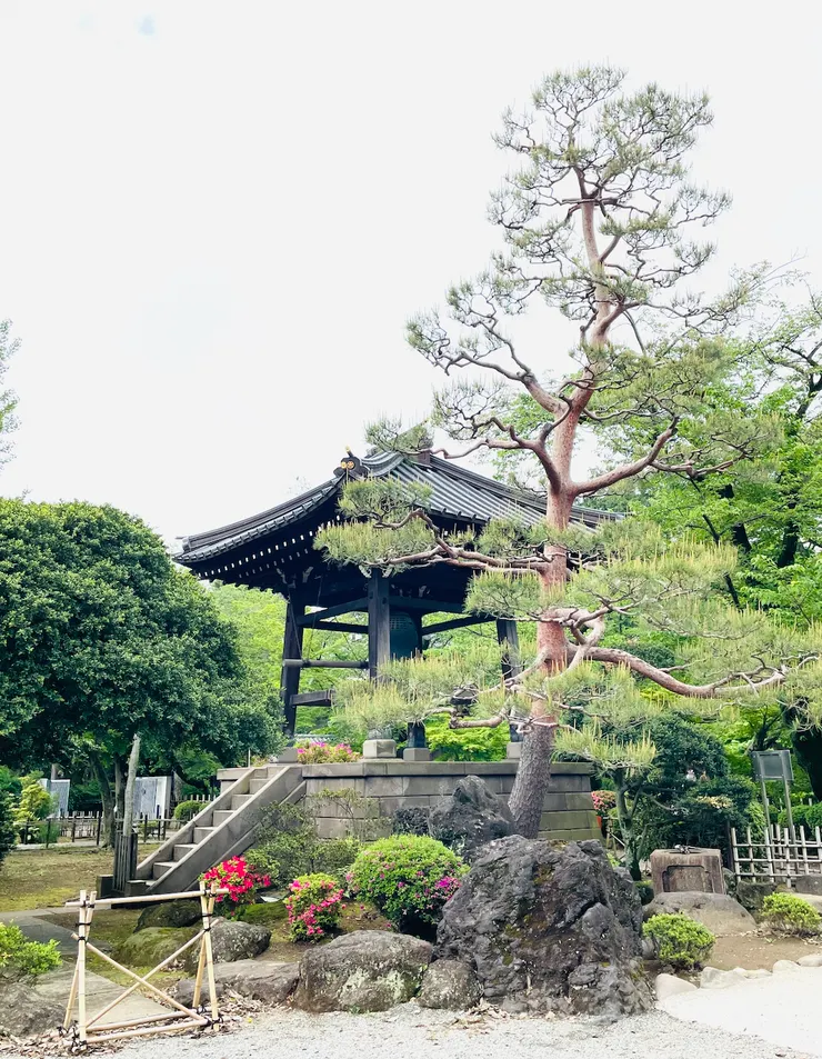 豪德寺內極具日式風格的庭院。