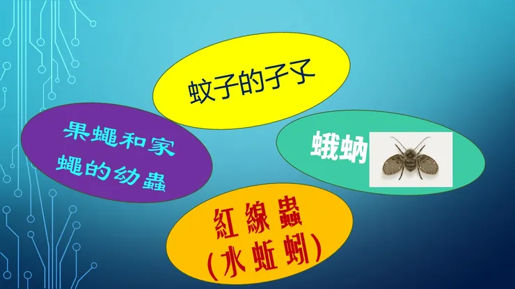 浴廁不通常見蚊蟲類