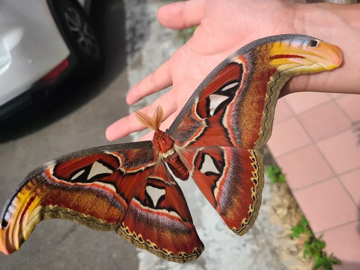 皇蛾-台灣體型最大的蛾類、展翅可達20-30公分 