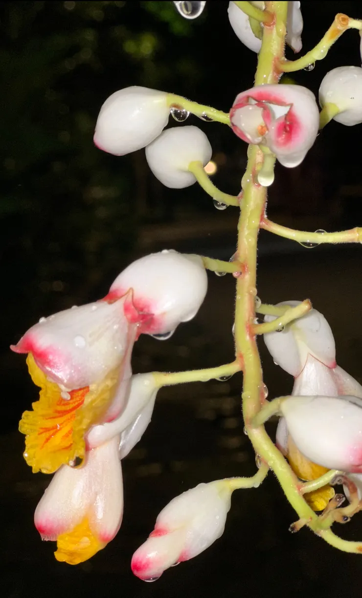 下著微雨的夜晚，蕩漾著水滴的月桃，其清麗的姿態竟顯得如此迷人！ (圖 by Vina)