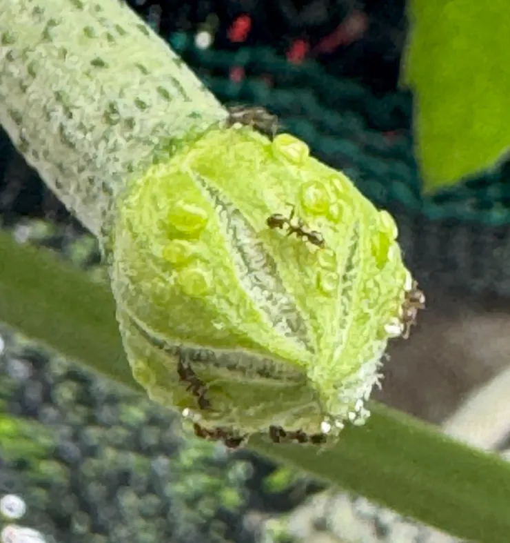 絲瓜花還沒開之前，外面就有花蜜，吸引很多螞蟻覓食。