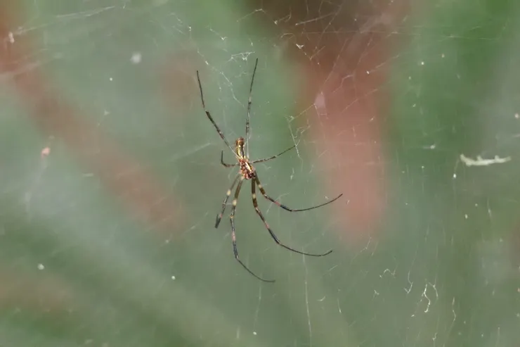 在景觀窗裡找蜘蛛比找威力還難找= =