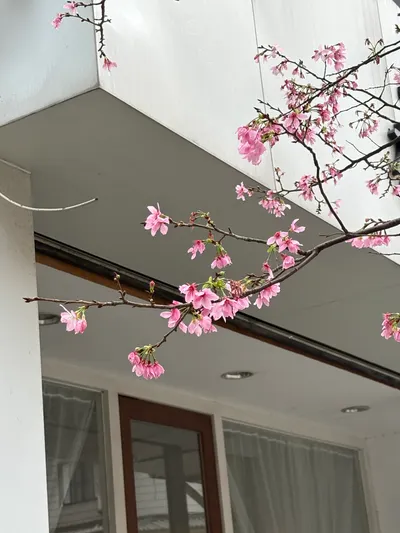 手機拍出的櫻花