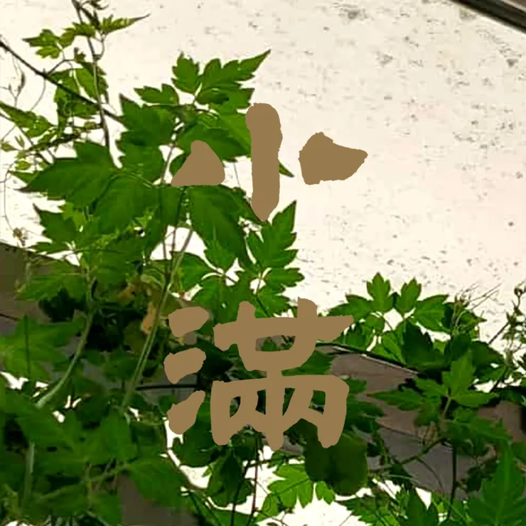 【節氣：小滿】