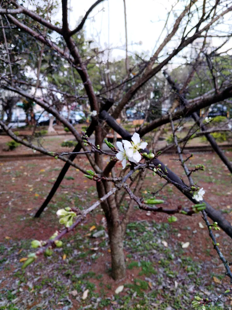 二月底花綻枝頭