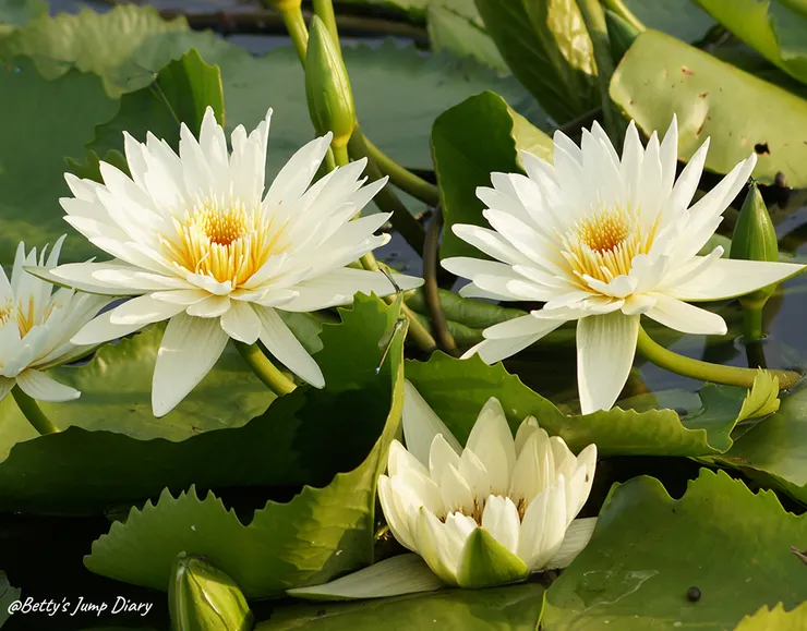 ▲2024桃園蓮花季/圖片來源:Betty's Jump Diary