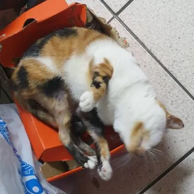 安妮瑞彼特的沙龍