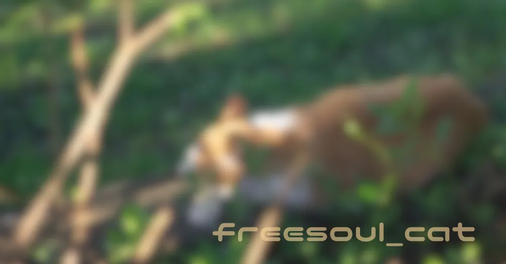 有所思，有所感∣一隻自由靈魂的貓