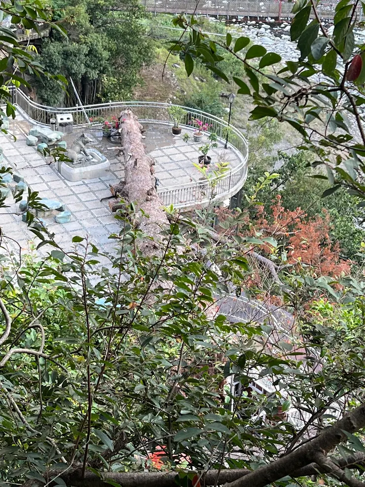 五葉松不敵歲月躺平了