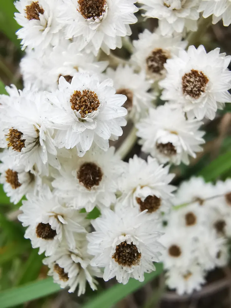 1121014玉山抱莖籟簫