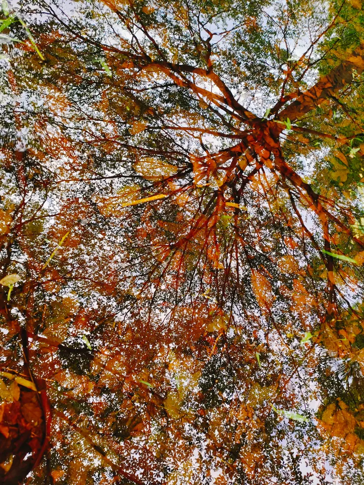 顛倒世界，有著不一樣的美。