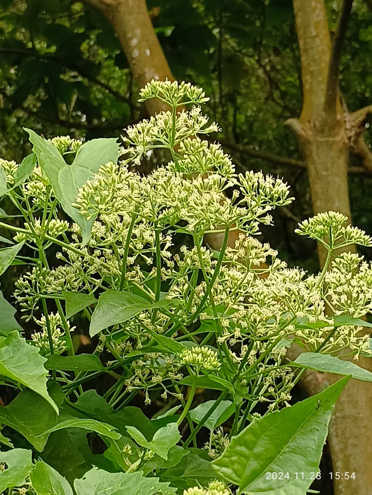 野遍底小花蔓澤蘭，自拍攝