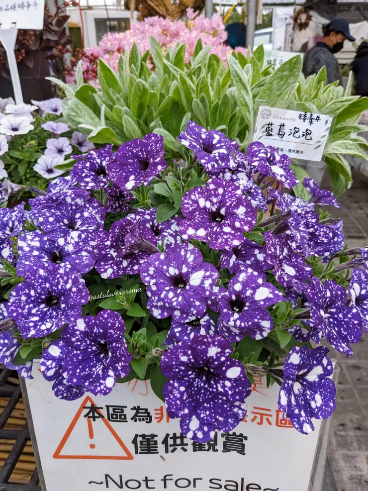 矮牽牛 - 藍莓泡泡