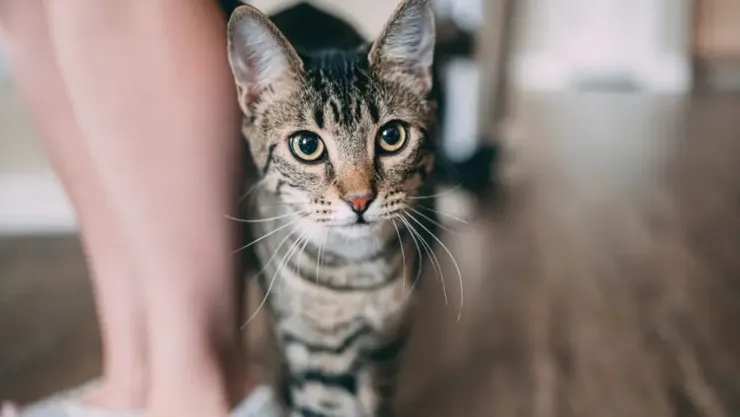 貓咪在廁所蹭你或陪你，是種愛你的表現哦