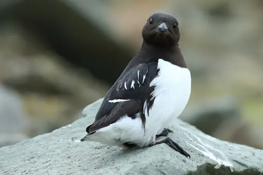 海雀：我像鴨？
