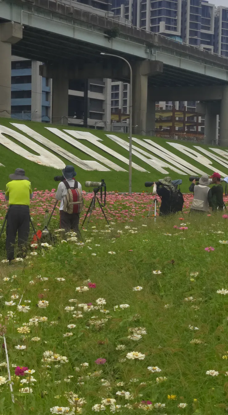 捕捉瞬間的追花人，在這一片花海中，最有趣的風景莫過於那些「全副武裝」的攝影師。他們架起腳架、裝上長焦鏡頭，屏息以待。