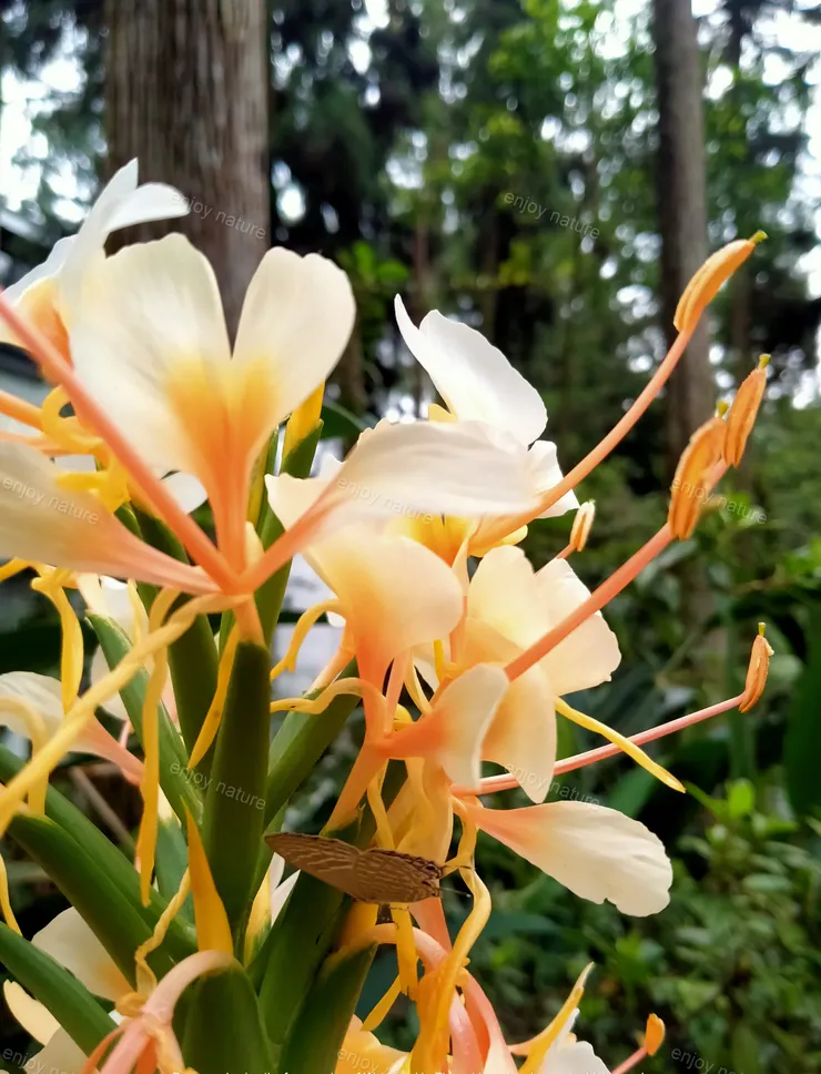 蝴蝶薑花(與蝴蝶共舞)