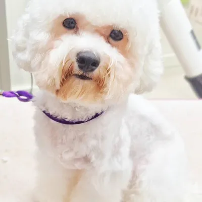 【🐩美容造型】穿吊帶補載安全帽的比熊弟弟