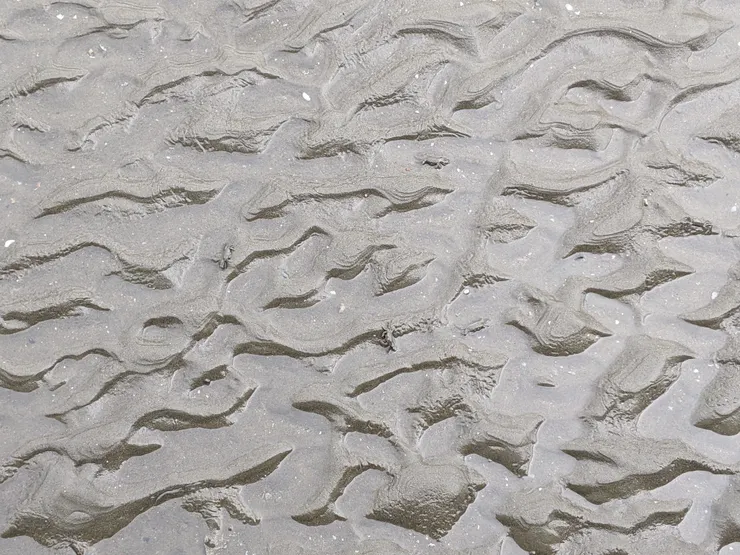 你看到幾隻螃蟹呢？