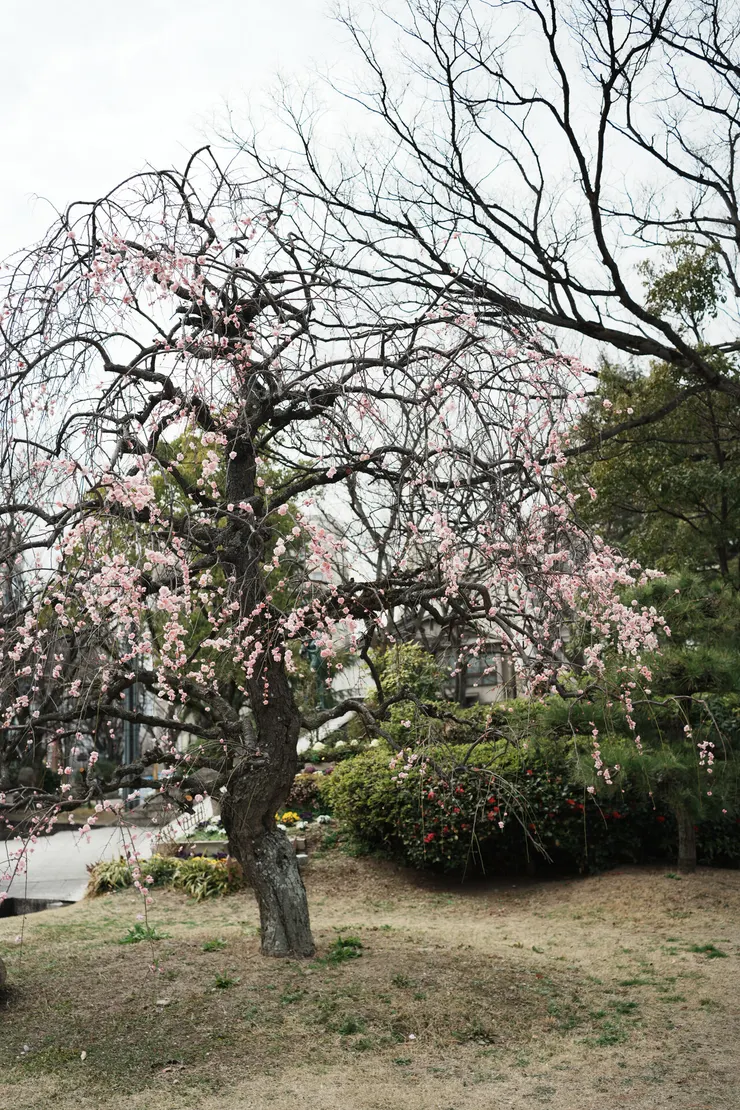 這棵樹吸引了我
