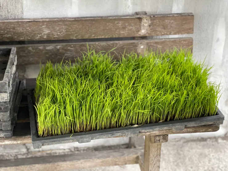 示範用的成型秧盤