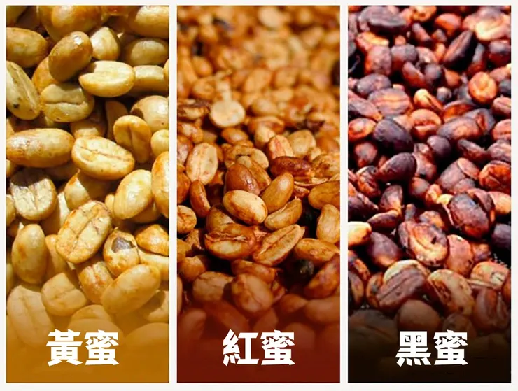 香蕉煎餅這支咖啡豆採用創新的「水果蜜處理」