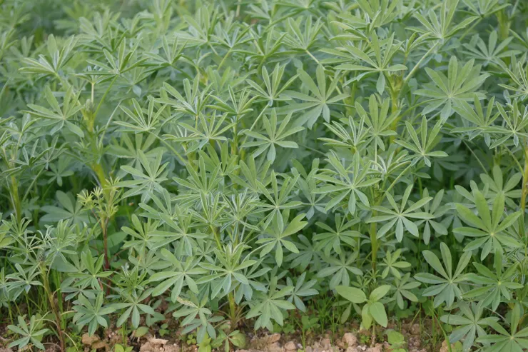 還沒有到花期的魯冰花