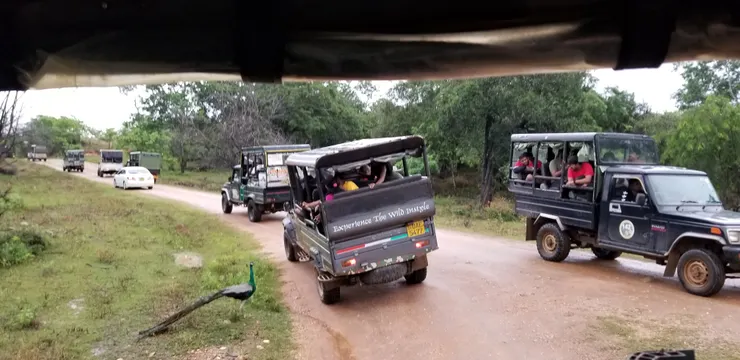 大家也在等待花豹