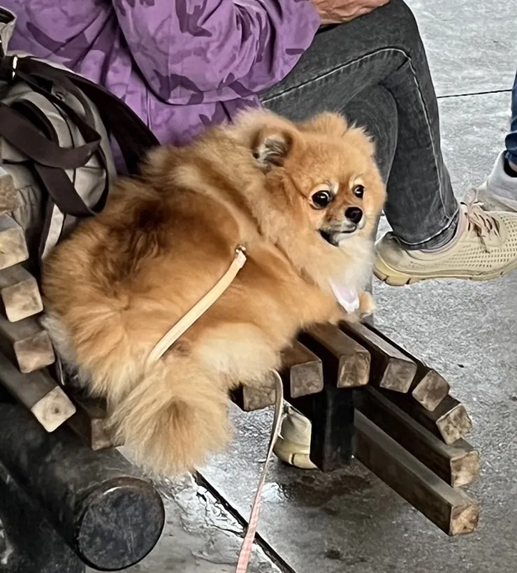 類波波，哥哥在台東也遇過