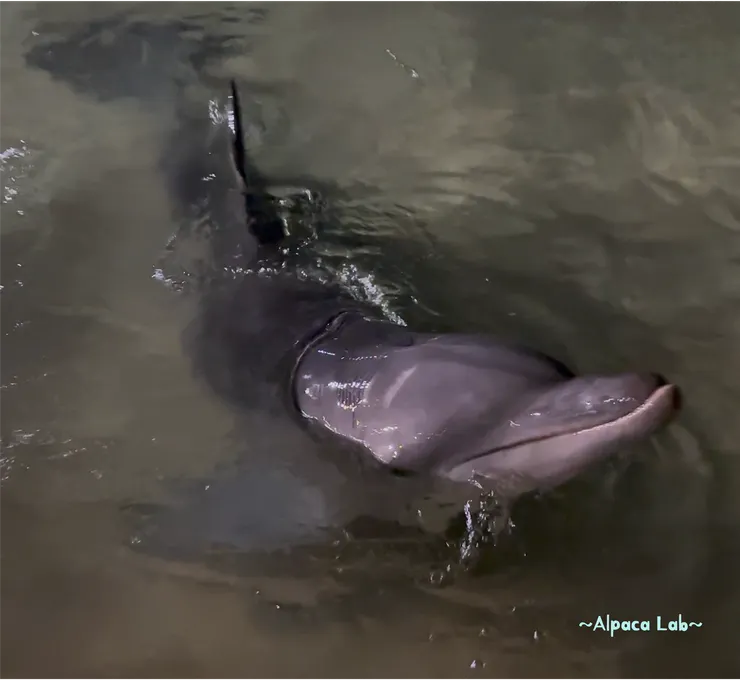 Moreton Island 布里斯本，25/11/11，海豚餵食超近距離海豚🐬