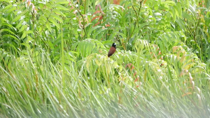 黑頭文鳥 Chestnut Munia