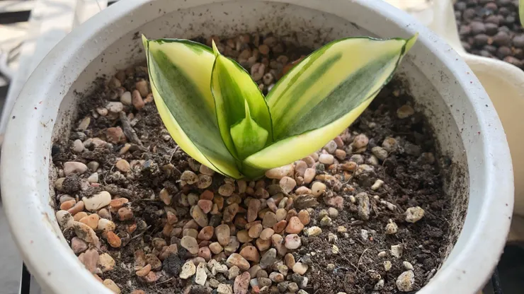 原先的土給了剛新分珠出去、只有兩片葉子的小朋友。