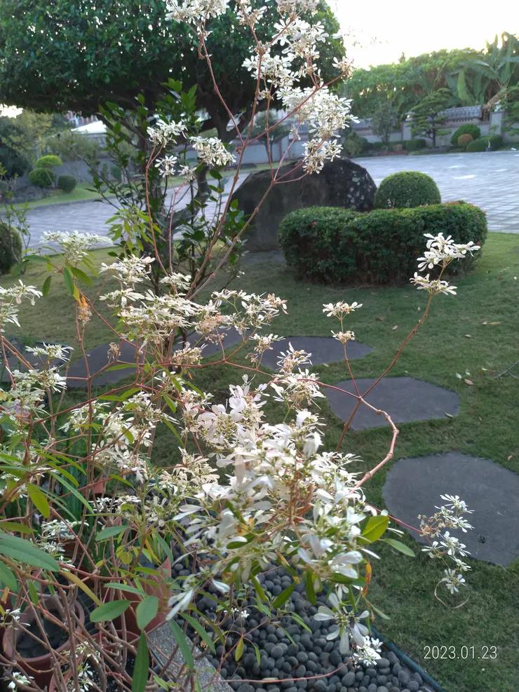 初雪冬望；花名初雪只於冬季開，初遇以為她是藍雪花（藍雪花四季皆可見，花瓣如水的結晶體），於屏東的東山寺自拍攝