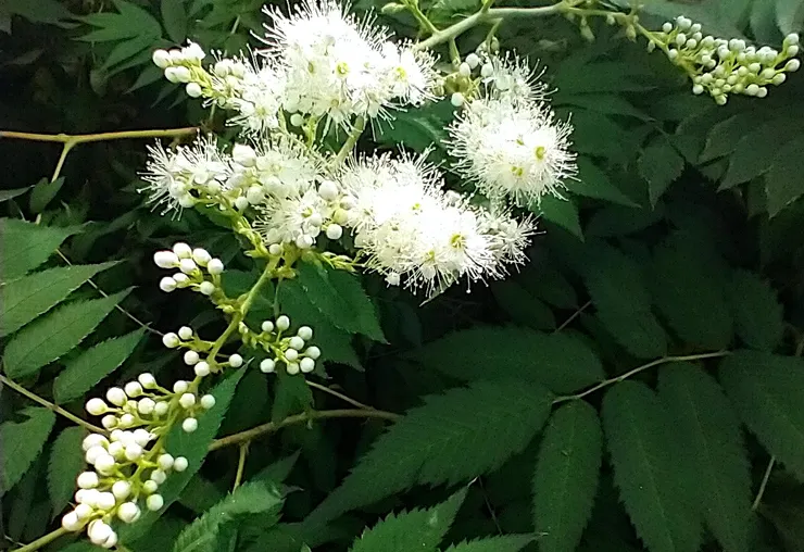 今晚,月明星稀,過往青春,別來無恙。